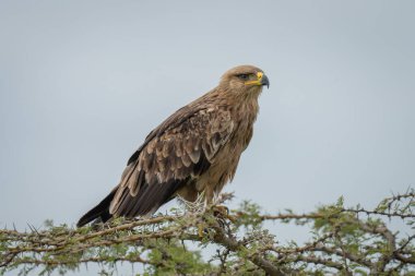 Islık çalan dikenli dalda Tawny kartal