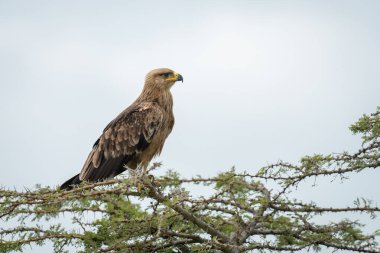 Islık çalan diken üzerinde Tawny kartal profili