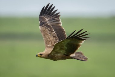 Tawny kartal çayırlarda uçar kanatlarını kaldırır