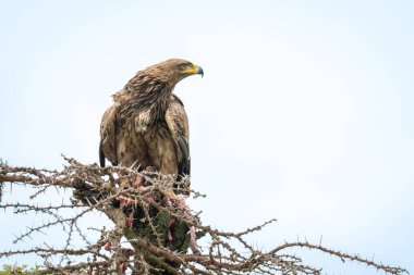 Steppe kartal başını dikenlere çevirir.