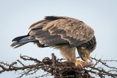Steppe kartal carcase yemek için kafasını çevirir.