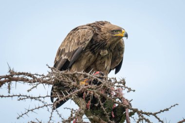 Steppe kartal ıslık çalan dikenlere bakar.