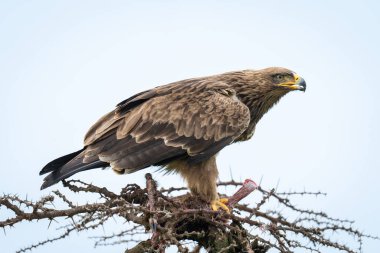 Steppe eagle opening beak on whistling thorn clipart