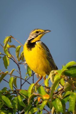 Sarı boğazlı uzun pençeli yapraklı çalı başını çevirir.