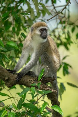 Vervet monkey sits turning head on branch