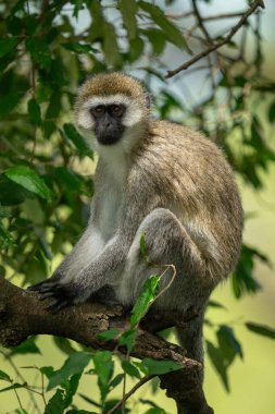 Vervet maymunu elinde fenerlerle dalda oturuyor