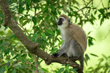 Vervet maymunu dalda oturur ve bakar.