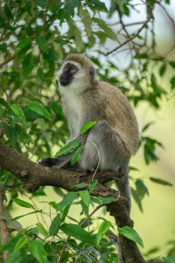 Vervet maymunu dala oturmuş dik dik bakıyor.