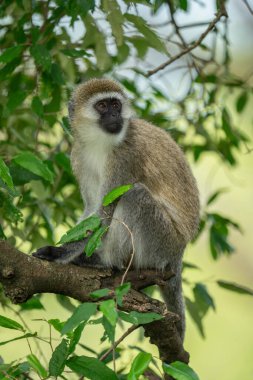 Vervet maymunu daldan yukarı bakar.