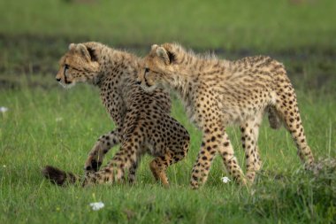 İki çita yavrusu dik dik bakıyor.