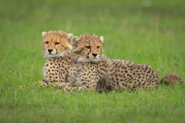 Two cheetah cubs lie together on grass clipart