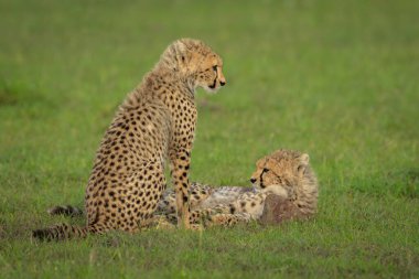 İki çita yavrusu yatar ve birlikte otururlar.