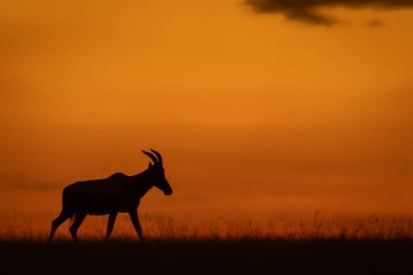 Topi gün batımından sonra ufuk boyunca yürür.
