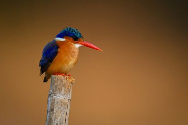 Malachite Kingfisher altın arka planda