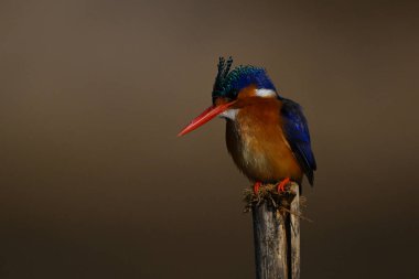 Malachite kral balıkçısı, tahta direkte, başı eğik.