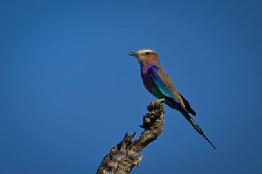 Pürüzlü gövde üzerinde eflatun göğüslü silindir.