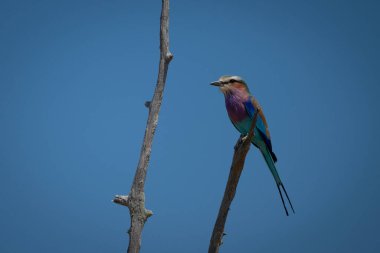 Lilac-breasted roller on dead branch by another clipart