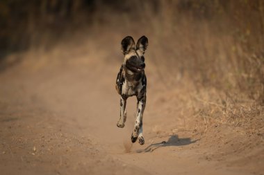 Afrika vahşi köpeği kumlu yolda koşar