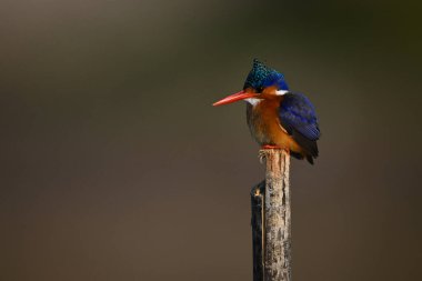 Malachite Kingfisher çatlamış direğe bakıyor.
