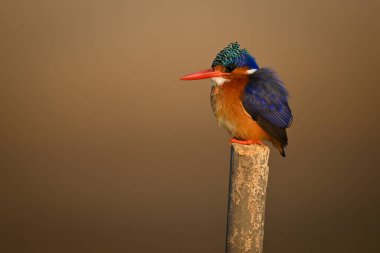 Malachite Kingfisher tahta direğe bakıyor.