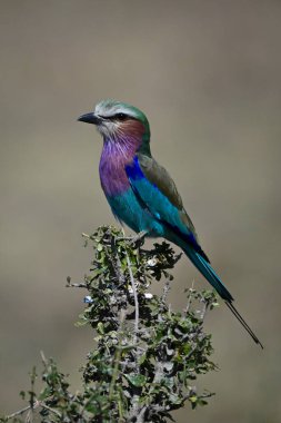 Leylak göğüslü merdane yapraklı çalıların üzerinde