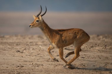 Male puku with catchlight gallops over sand clipart