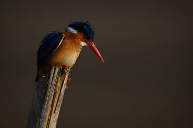Malachite Kingfisher tahta direğe başını eğdi.