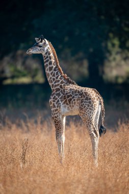 Young Thornicroft giraffe stands staring in profile clipart