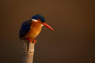 Malachite Kingfisher altın ışıkta nöbet tutuyor.