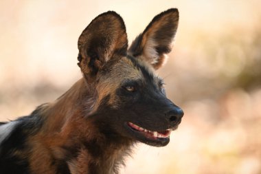 Afrika vahşi köpeğinin yakın çekimi gölgede