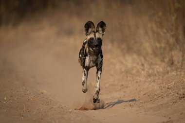 Afrika vahşi köpeği kumlu yolda koşar