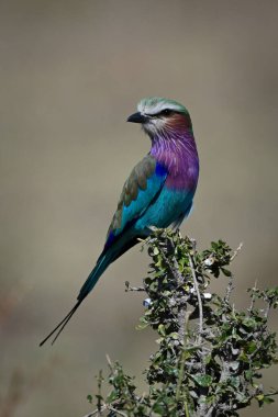 Lilac-breasted roller on leafy bush turning head clipart