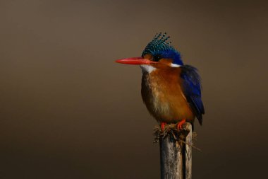 Malachite Kingfisher tahta direkte sola bakıyor.
