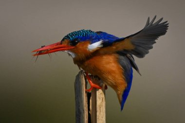 Malachite kingfisher on wood post fluttering wings clipart