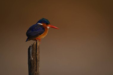 Malachite Kingfisher 'ın suratları çatlamış sırığın üzerinde