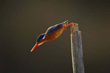 Malachite Kingfisher balık tutmak için direkten atlıyor.