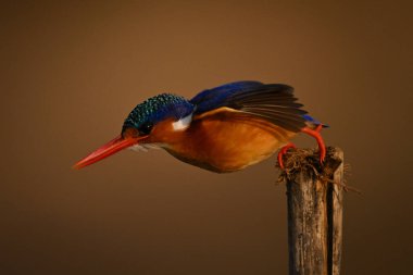 Malachite kingfisher dives horizontally off wooden post clipart