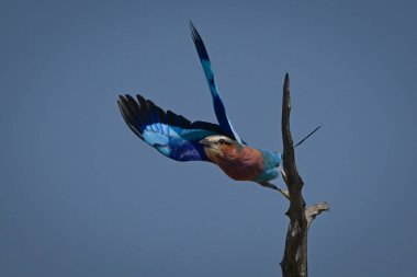 Ağaç kütüğünden havalanan leylak göğüslü silindir.