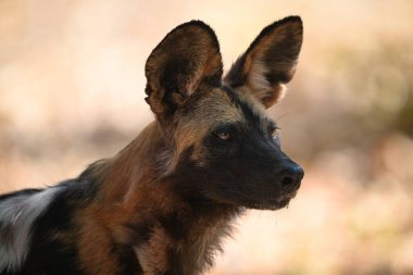 Yakından Afrika vahşi köpek Yakalayıcı ışıkları ile