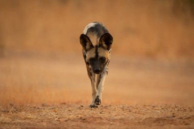 Afrika vahşi köpeği kameraya doğru koşuyor.