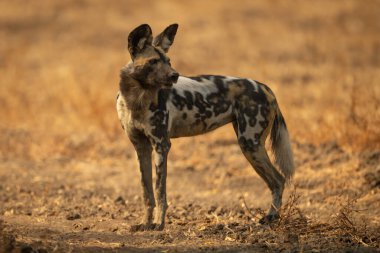 Afrika vahşi köpeği toprak yolda duruyor