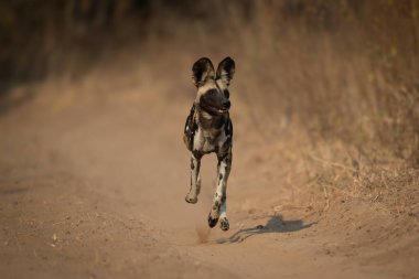 Afrika vahşi köpeği kumlu yolda koşar