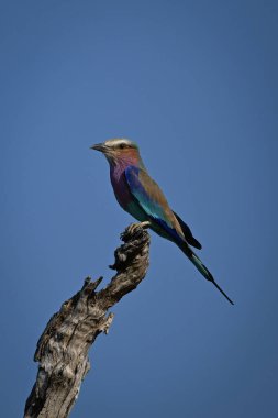 Lilac-breasted roller in profile on gnarled stump clipart