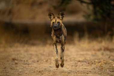 Afrika vahşi köpeği kameraya doğru zıplıyor.
