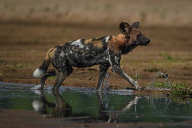 Afrika vahşi köpeği gün ışığında nehri geçer.