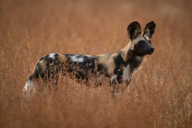 Afrikalı vahşi köpek çalıların arasında dikiliyor.