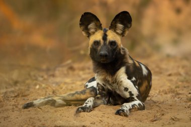 Afrika vahşi köpeği merceğe bakıyor.