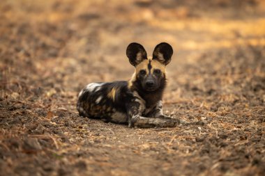 Kulakları delinmiş Afrika vahşi köpeği