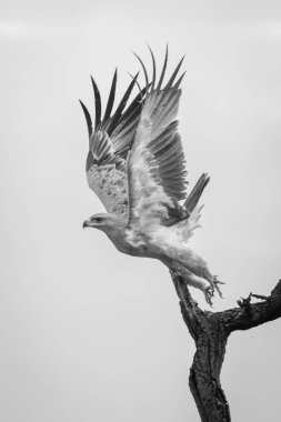 Tawny Eagle ağaçtan havalanıyor.