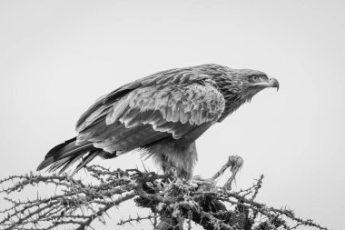 Mono steppe eagle with carcase on thornbush clipart